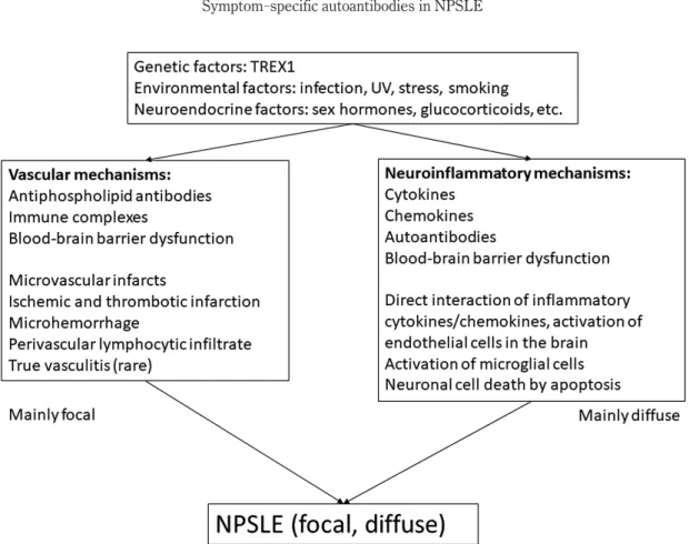 Table 2 shows the representative autoantibod- autoantibod-ies that have been recently described as potentially  associated with NPSLE pathogenesis