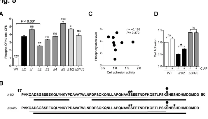 Figure 5. Deletion of site-specific  O-glycan induced distinct phosphorylation states in  OPN
