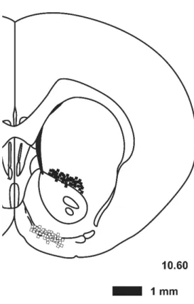 Fig. 1. Schematic illustration showing locations of the beginning (closed squares)  and tip (open squares) of the membrane of microdialysis probes in the nucleus  accumbens