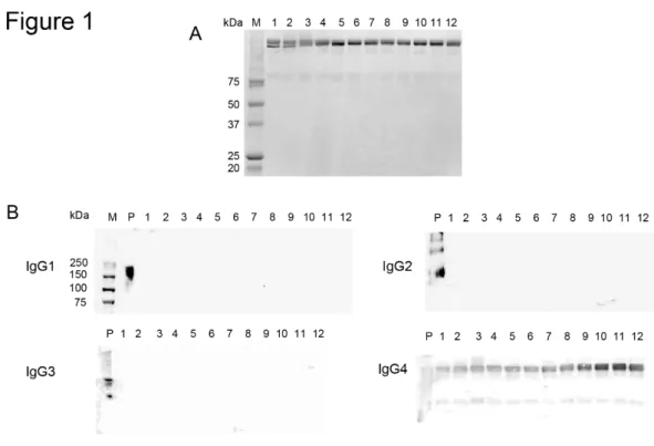 Fig 1. IgG4 isolated from the sera of patients with IgG4-related disease. (A) SDS- SDS-PAGE (under nonreducing condition) analysis of isolated IgG4
