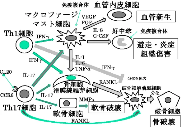 図 1. RA におけるサイトカイン産生と病変形成