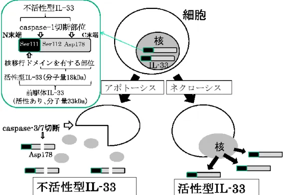 図 2. IL-33 の産生機構の模式図 