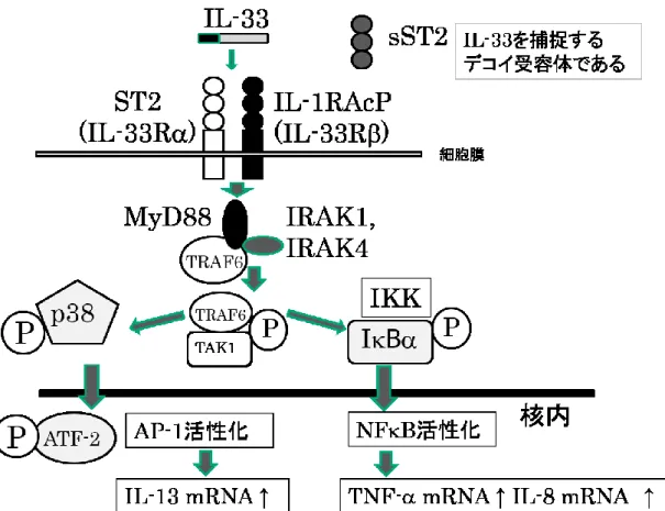図 3. IL-33 の細胞内シグナル伝達 