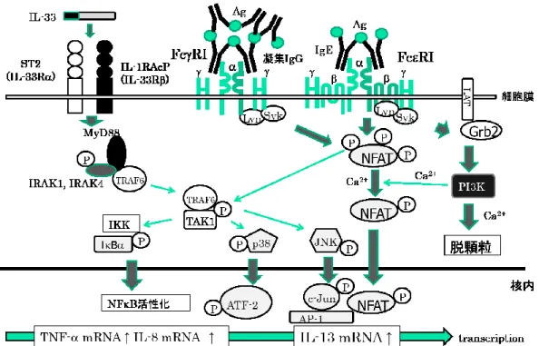図 9. IL-33 と FcRI の架橋刺激のクロストーク 
