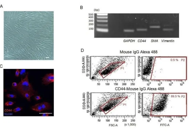Figure 1. Characterization of ASCs isolated from adipose tissue. A: Representative  phase contrast images at passage 3