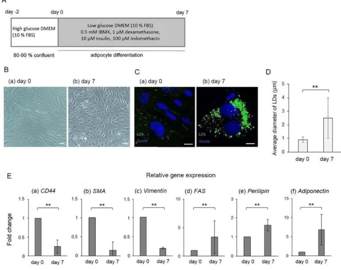 Figure 2. Generation of adipocytes from ASCs. A: Time course for the generation of  adipocytes from ASCs