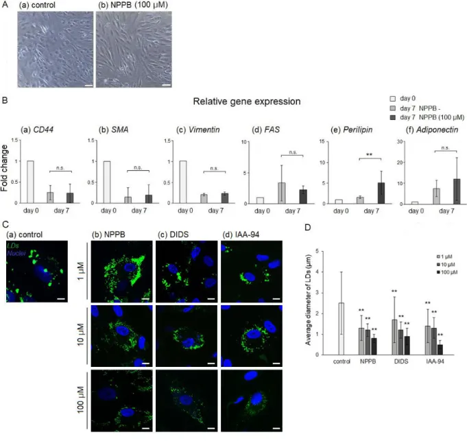Figure  3.  Effects  of  Cl -   channel  blocker  during  the  adipocyte  differentiation
