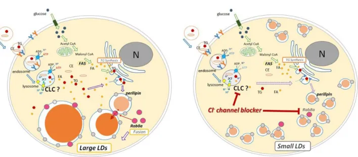 Figure 5. Schema of molecular mechanisms for LDs formation. A: LDs formation of  the  differentiated  cells  untreated  with  Cl -   channel  blocker