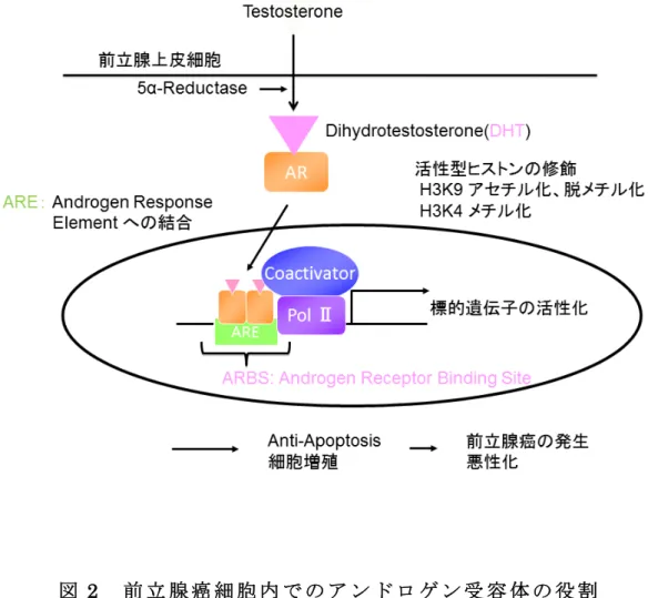 図 22       前 前 立 立 腺 腺 癌 癌 細 細 胞 胞 内 内 で で の の ア ア ン ン ド ド ロ ロ ゲ ゲ ン ン 受 受 容 容 体 体 の の 役 役 割 割   