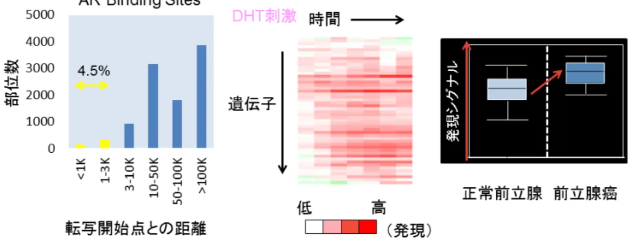 図 44       直 直 接 接 的 的 な な A AR R の の 制 制 御 御 を を 受 受 け け る る 遺 遺 伝 伝 子 子 の の 同 同 定 定   