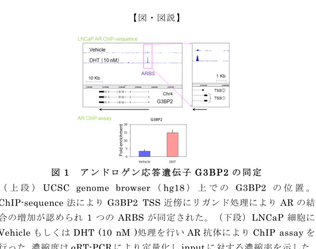 図 1       ア ン ド ロ ロ ゲ ン 応 答 遺 伝 子 G3BP2 の 同 定 定   