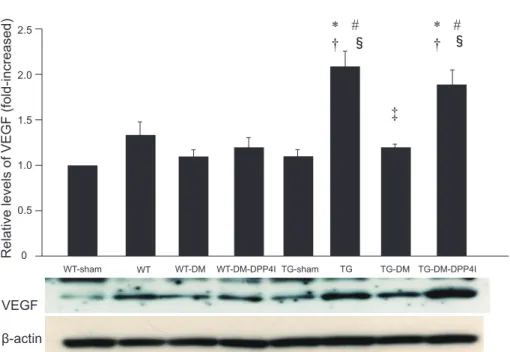 Figure   7.   VEGF expression in MI border zone. Representative figure shows  Western blotting of VEGF  protein in MI border zone at four days after induction of MI
