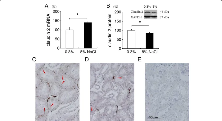 Figure 4 Claudin-2 expressions in the kidney cortex of rats fed 0.3% or 8% NaCl for 8 weeks