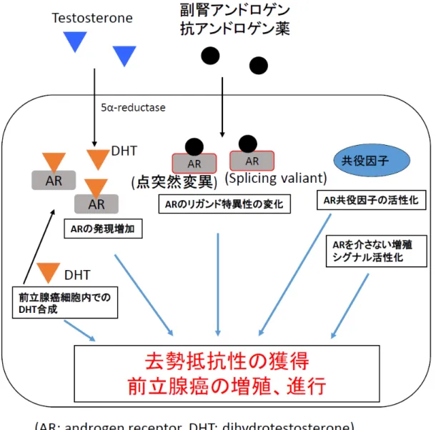 図 2  前立腺癌の去勢抵抗性獲得のメカニズム 