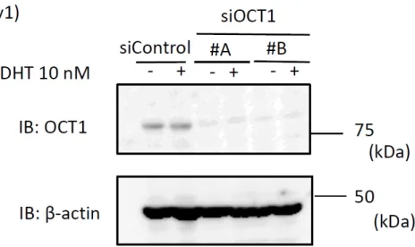 図 5  siRNA を用いた OCT1 の発現抑制効果の検討 