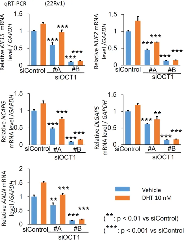 図 11  22Rv1 細胞を用いて siOCT1 により発現減尐を認める 5 遺伝子を qRT-PCR により確認 