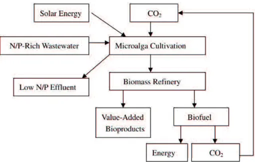 Figure 2.9  A flow-chart  of  microalgae  system  for  combined biofuels  production,  CO 2   bio- bio-mitigation, and N/P removal from wastewater (Wang et al., 2008)