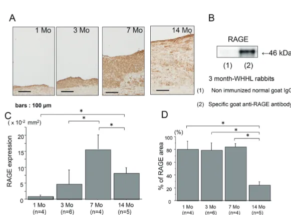 Fig. 7D shows that oxidized LDL increased the ex- ex-pression of RAGE and PAI - 1 in human monocyte  -derived macrophages