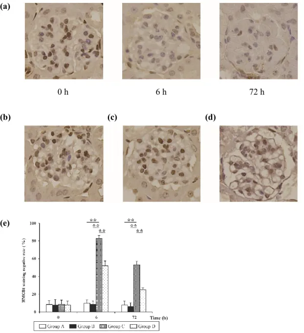 Figure  5:  The  effects  of  the  administration  of  various  compounds  and  the  changes  observed  by  immunostaining of HMGB1 over time in all groups (IHM finding, 400)