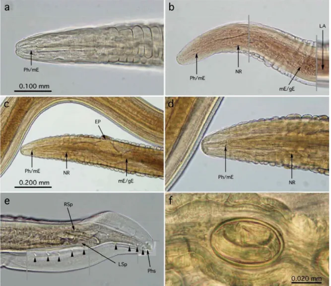 Figure 5 Gongylonema neoplasticum from Asian rats. (a, b) Anterior ends of male  worms; (c, d) anterior end of a female worm; (e) posterior end of a male worm in dorsal  view; and (f) intrauterine egg