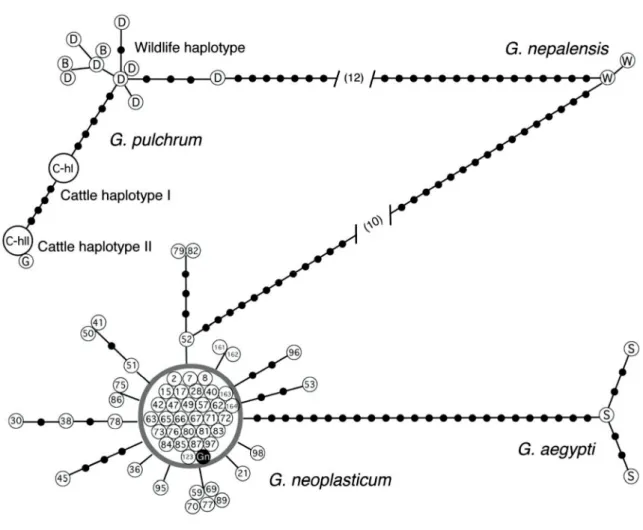 Figure 7    Relationships of cox-1 haplotypes of Gongylonema neoplasticum recovered  from Asian rats, based on 369-bp long nucleotide sequences