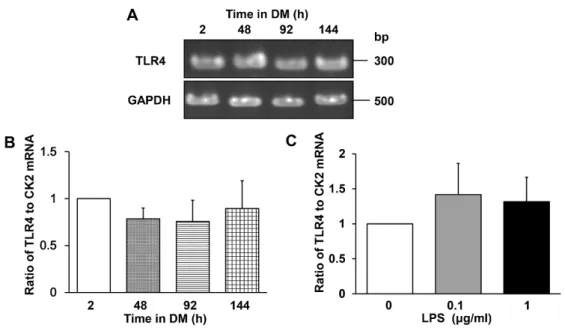 Fig  1.  TLR4 mRNA  expression  in  differentiating C2C12  myoblasts.  (A–C)  TLR4  mRNA 