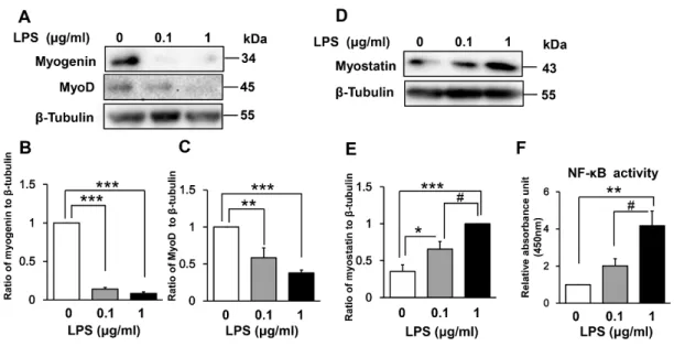Fig  3.  Effect  of  LPS  on  muscle  regulatory  factors  and  NF-κB  activity  in  differentiating 
