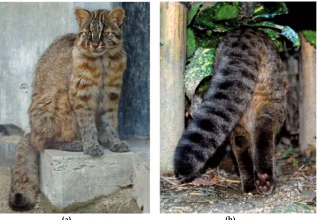 Figure 2: A photo of Tsushima Leopard cat (Prionailurus bengalensis euptilurus) front and rear view