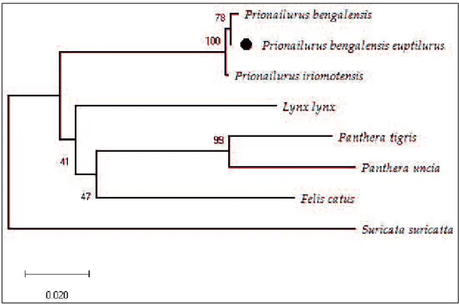 Figure 3: Neighbor-joining phylogenetic relationship of TLC and other felines based on cytochrome b  nucleotide  alignments