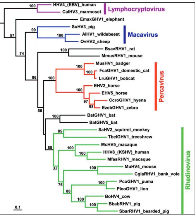 Figure  6:  Maximum-likelihood  phylogenetic  analysis  of  gammaherpesviruses  using  concatenated 