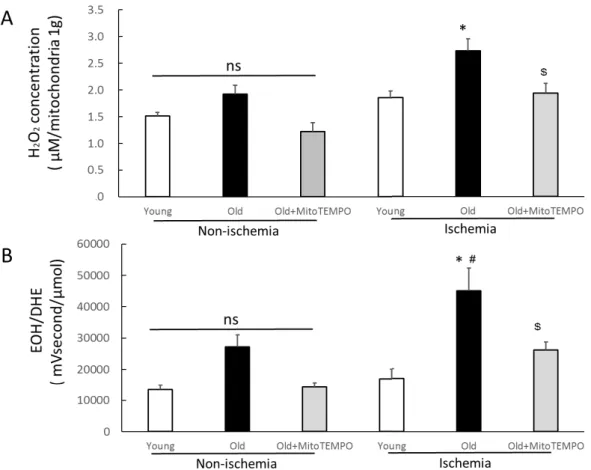 Fig.  2.  Effect  of  MitoTEMPO  on  mitochondrial  H 2 O 2   and  superoxide  in  tissue  extracts of ischemic skeletal muscle 