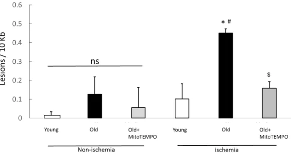 Fig. 4. Effect of MitoTEMPO on mtDNA damage after ischemia induction 