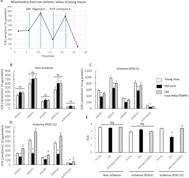 Fig. 5. Respiration profile from isolated mitochondria in soleus 
