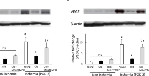 Fig. 6. The protein expression of HIF-1α and VEGF 