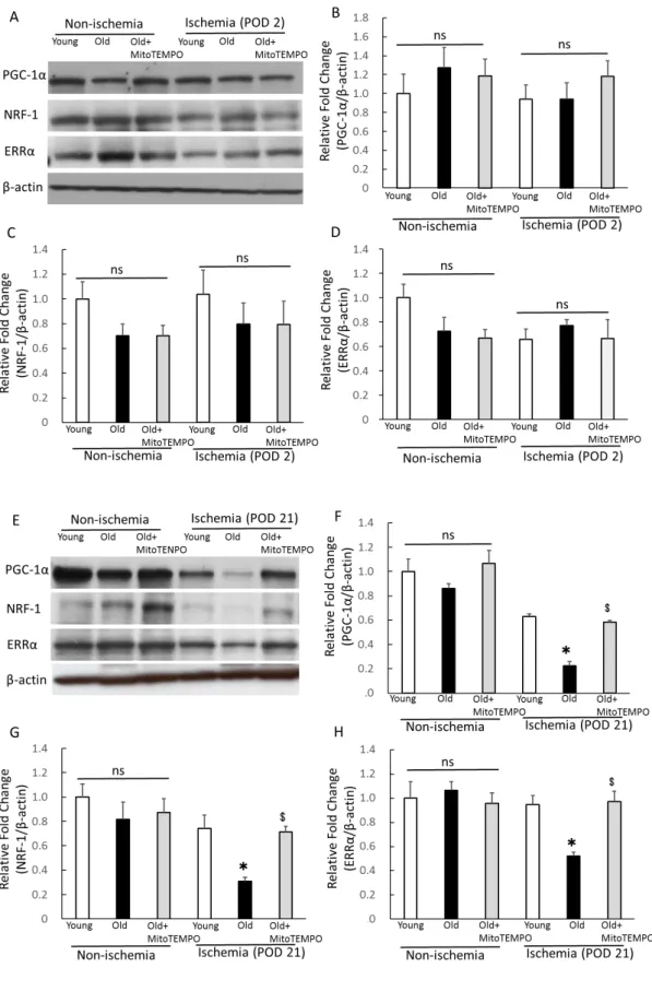 Fig. 8. The protein expression of PGC-1α, NRF-1 and ERRα 