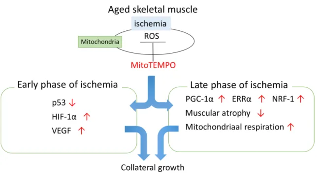 Fig. 10. The role of mitochondrial ROS in the regulation of collateral development  with ischemia in aging 