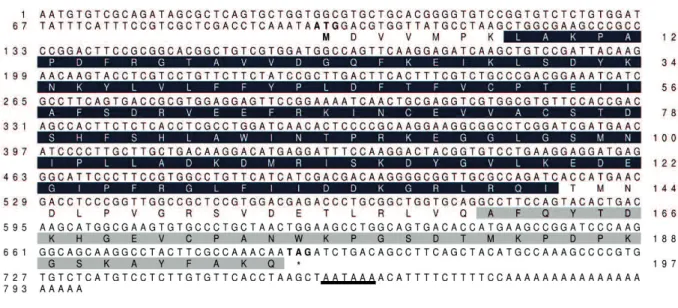 Fig.  1.1.  Full-length  cDNA  and  deduced  amino  acid  sequences  of  HlPrx2  from  H