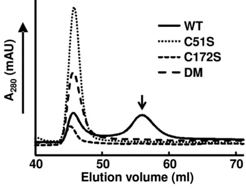 Fig.  1.5.  Determination  of  the  multimeric  recombinant  HlPrx2 