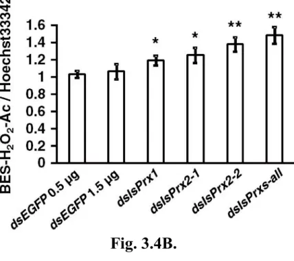 Fig.  3.4.  Effects  of  1-mM  paraquat  treatment  on  IsPrx  gene-silenced  ISE6  cells
