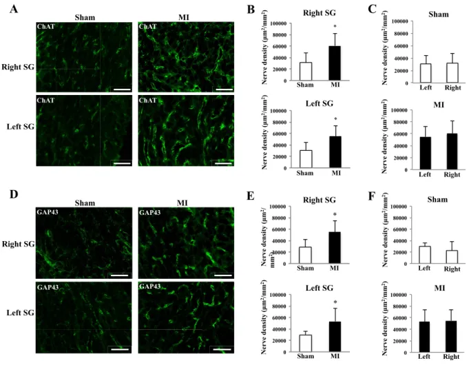 Fig. 2. The density of axons derived from preganglionic sympathetic neuron projecting to SG 2 weeks after MI
