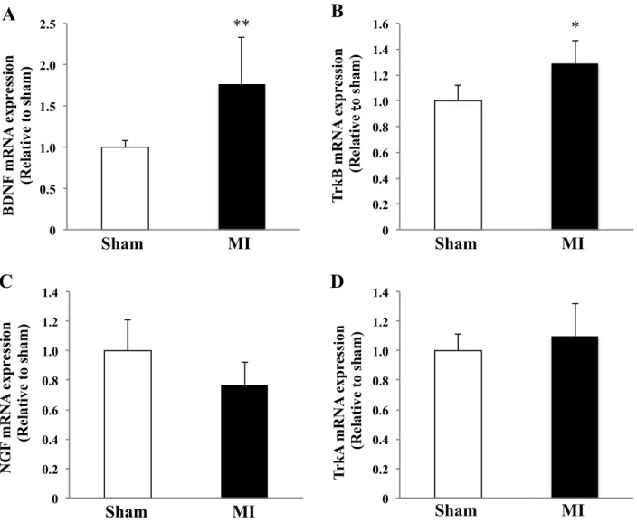 Fig. 3. Gene expressions of BDNF (A), TrkB (B), NGF (C), and TrkA (D) in spinal cord 1 week after MI