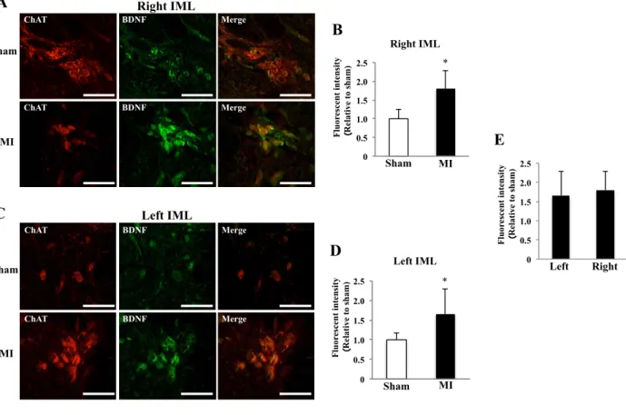 Fig. 4. Fluorescence intensity of BDNF in IML 1 week after MI 