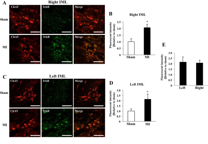 Fig. 5. Fluorescence intensity of TrkB in IML 1 week after MI 