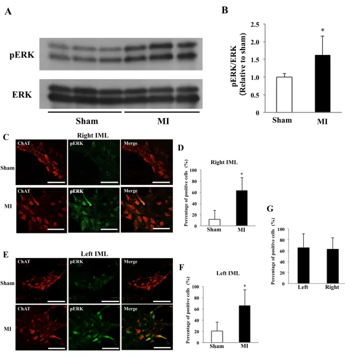 Fig. 6. The activation of ERK in the spinal cord 1 week after MI 
