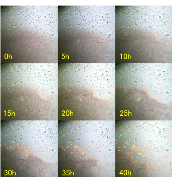 Figure 10. OK-432混合fibrin gelを用いたJ774.1の 貪食能観察