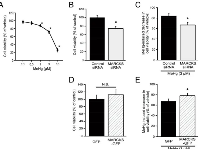 Fig. 1.  Effect of MeHg on cell viability and involvement of MARCKS. Effect of  MeHg on cell viability (A, n=9), effect of MARCKS knockdown on cell viability (B,  n=9) or MeHg-induced decrease in cell viability (C, n=9), and effect of MARCKS  overexpressio
