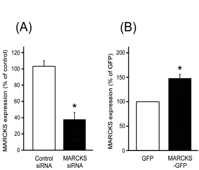 Fig. 2.  Effect of MARCKS siRNA or MARCKS plasmid on MARCKS expression.   Changes in MARCKS expressioninduced by transfection of siRNA (A, n=4) or  plasmid DNA (B, n=4) were determined by densitometric analysis