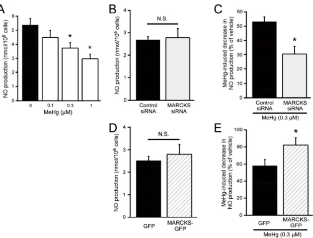Fig. 6.  Effect of MeHg on NO production and involvement of MARCKS. Effect of  MeHg on NO production (A), effect of MARCKS knockdown on NO production  (B) or MeHg-induced decrease in NO production (C), and effect of MARCKS  overexpression on NO production 