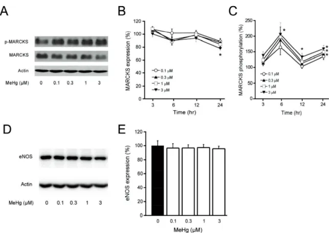 Fig. 7.  Effect of MeHg on expression of MARCKS, eNOS and phosphorylation of  MARCKS. Representative immunoblots of MARCKS, phosphorylated-MARCKS  (P-MARCKS) (A) and eNOS (D) by specific antibodies