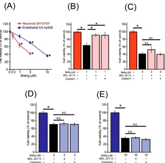 Fig. 8. Suppression of MeHg-induced decrease in cell viability by calpain inhibitors.  MeHg induced dose-dependent decrease in cell viability of SH-SY5Y and EA.hy926 cells  (A, n=9-10)
